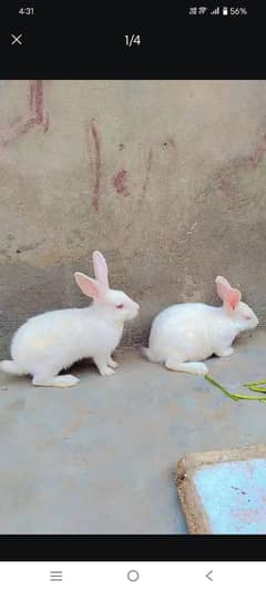 Rabbit