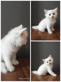 White & Orange Persian Kittens, Semi Punch Face, Pair Discount! 