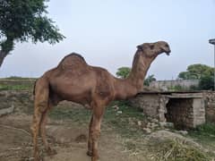 camel for sale 03464544749