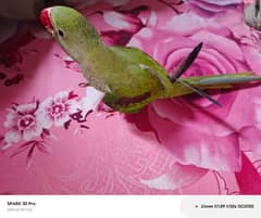 raw parrot