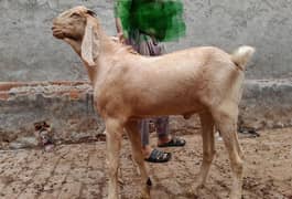 desi bakra