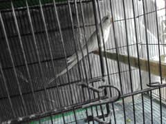 selling my birds