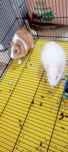 Guenie pig Rabbit