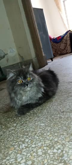 Russian Cat Female  7000