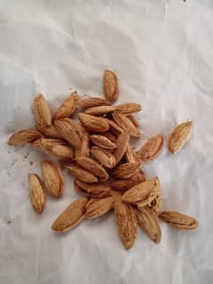 Badam
