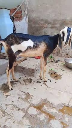 Fresh cross wali dugli bakri for sale – only 30,000 PKR