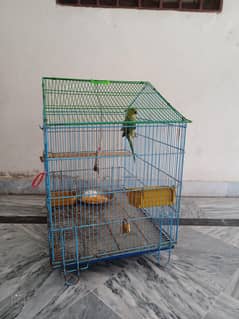 Parrot