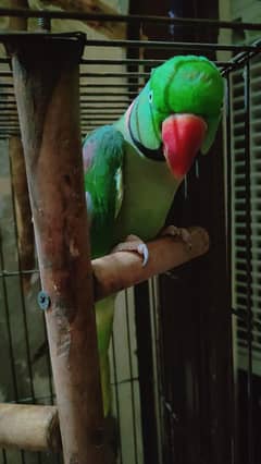 raw parrot pair