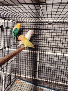 Love bird healthy active