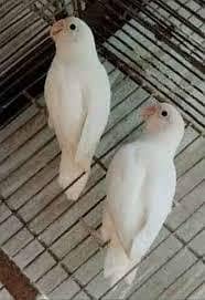 Love bird Breader pair  for sale