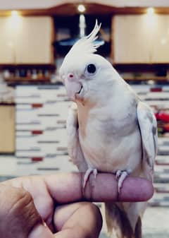 Handtamed Cocktail For Sale