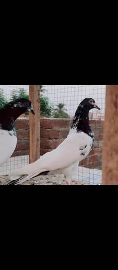 one mukhi pair . one mukhi female and one teddy  femal