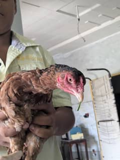 aseal murgi for sale