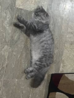 Azmat