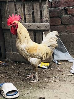 1 Male 2 Females
