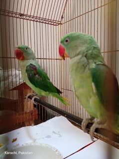 Raw Parrot