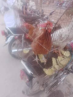 2 hasil 1 hasil murgha