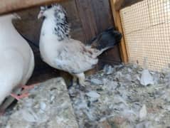 Pigeons