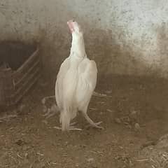 paper white aseel pairs and set for sale 03156766641
