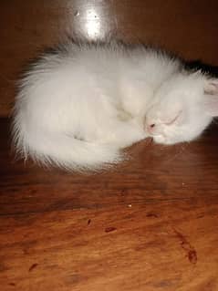 Persian