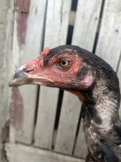 thai murgiyan for sell