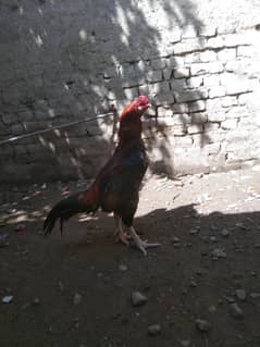 aseel