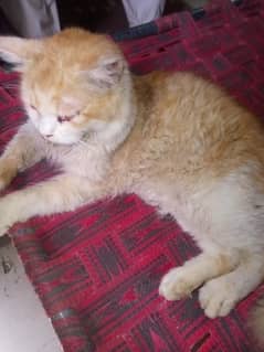 Persian beautiful cat
