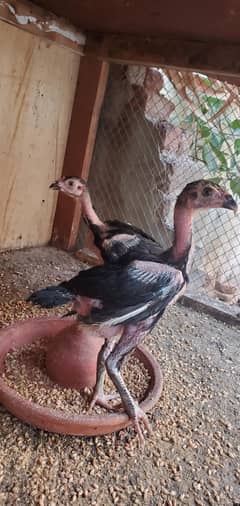 Aseel Chicks For Sell