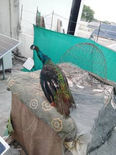 black shoulder peacock male mor