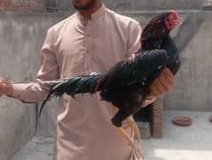 Aseel