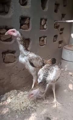 High Quality Japanese Shamo Pathi / female