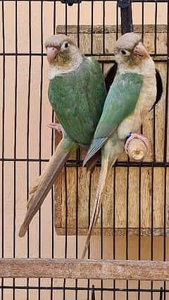 Cinnamon Conure breeder pair with DNA Certificates