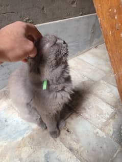 version 3 pall coated male cat brown color
