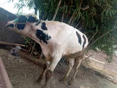 cow freasion male 12month Ka gar Ka 150000