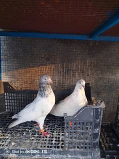 pair for sale