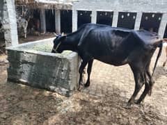 Cows for sale in Sargodha