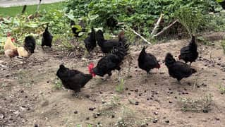 Hens | Desi Hens | Murgian | Australorp