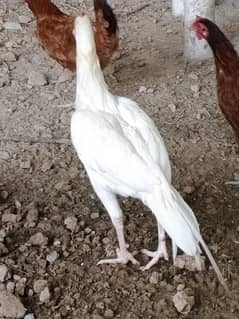 white Heera , white Noke nali, white eyes