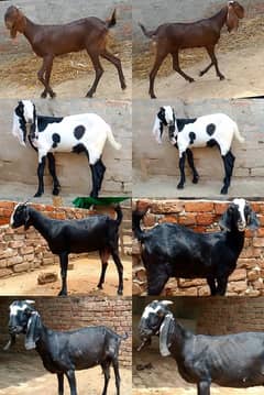 Bakri