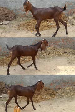 Bakri