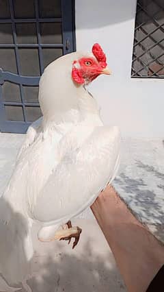 Heera Aseel