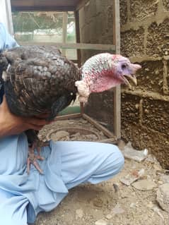Turkey  birds