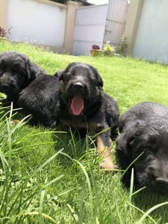 Germen Shehperd pups for sale