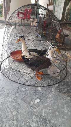 domestic mascovy