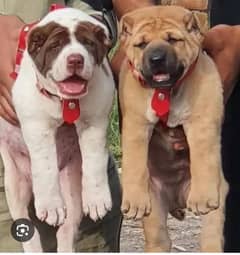 alabai dog for sale puppy male  female security dog