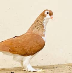 High-Quality Sherazi, Owl & Karbali Pigeons for Sale