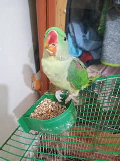 Raw parrot