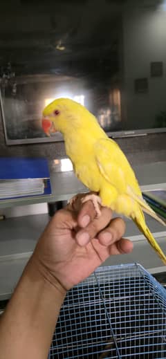 Yellow Ringneck Parrot