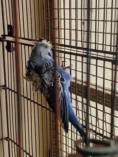 albino male,blackwing pairs ,hogoromo,rainbow budgie,split palefallow,