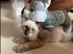 little box trained 100 %
